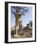 Botswana, Chobe NP, Lion Cub Approaching Remote Camera in Savuti Marsh-Paul Souders-Framed Photographic Print