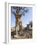 Botswana, Chobe NP, Lion Cub Approaching Remote Camera in Savuti Marsh-Paul Souders-Framed Photographic Print