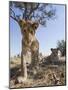 Botswana, Chobe NP, Lion Cub Approaching Remote Camera in Savuti Marsh-Paul Souders-Mounted Photographic Print