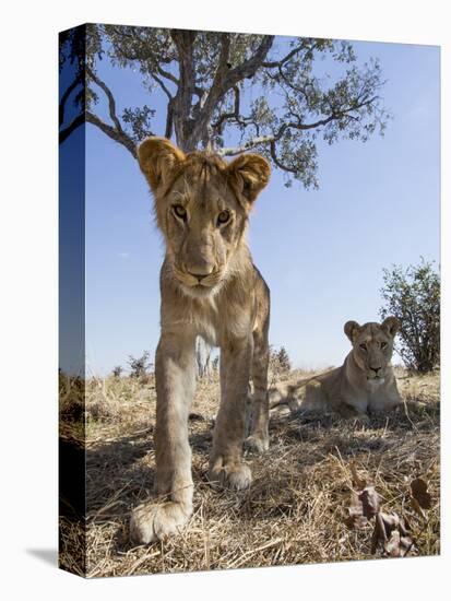 Botswana, Chobe NP, Lion Cub Approaching Remote Camera in Savuti Marsh-Paul Souders-Stretched Canvas