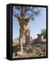 Botswana, Chobe NP, Lion Cub Approaching Remote Camera in Savuti Marsh-Paul Souders-Framed Stretched Canvas