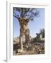 Botswana, Chobe NP, Lion Cub Approaching Remote Camera in Savuti Marsh-Paul Souders-Framed Photographic Print