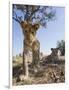 Botswana, Chobe NP, Lion Cub Approaching Remote Camera in Savuti Marsh-Paul Souders-Framed Photographic Print