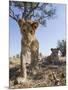 Botswana, Chobe NP, Lion Cub Approaching Remote Camera in Savuti Marsh-Paul Souders-Mounted Photographic Print