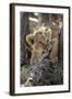 Botswana, Chobe NP, Lion Cub Chewing Stick under an Acacia Tree-Paul Souders-Framed Photographic Print