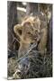 Botswana, Chobe NP, Lion Cub Chewing Stick under an Acacia Tree-Paul Souders-Mounted Photographic Print