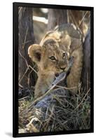 Botswana, Chobe NP, Lion Cub Chewing Stick under an Acacia Tree-Paul Souders-Framed Photographic Print