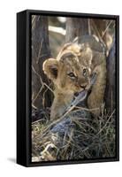 Botswana, Chobe NP, Lion Cub Chewing Stick under an Acacia Tree-Paul Souders-Framed Stretched Canvas
