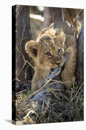 Botswana, Chobe NP, Lion Cub Chewing Stick under an Acacia Tree-Paul Souders-Stretched Canvas