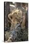 Botswana, Chobe NP, Lion Cub Chewing Stick under an Acacia Tree-Paul Souders-Stretched Canvas