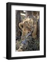 Botswana, Chobe NP, Lion Cub Chewing Stick under an Acacia Tree-Paul Souders-Framed Photographic Print