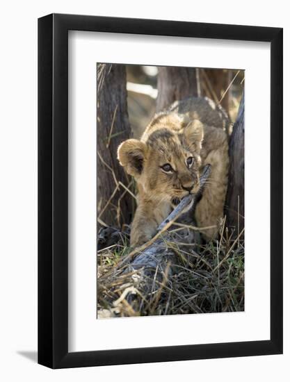Botswana, Chobe NP, Lion Cub Chewing Stick under an Acacia Tree-Paul Souders-Framed Photographic Print