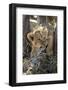 Botswana, Chobe NP, Lion Cub Chewing Stick under an Acacia Tree-Paul Souders-Framed Photographic Print