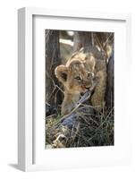 Botswana, Chobe NP, Lion Cub Chewing Stick under an Acacia Tree-Paul Souders-Framed Photographic Print