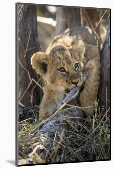 Botswana, Chobe NP, Lion Cub Chewing Stick under an Acacia Tree-Paul Souders-Mounted Photographic Print