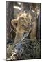 Botswana, Chobe NP, Lion Cub Chewing Stick under an Acacia Tree-Paul Souders-Mounted Photographic Print