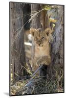 Botswana, Chobe NP, Lion Cub Resting in Shade of Acacia Tree-Paul Souders-Mounted Photographic Print