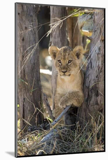 Botswana, Chobe NP, Lion Cub Resting in Shade of Acacia Tree-Paul Souders-Mounted Photographic Print