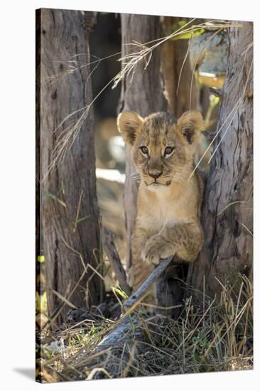 Botswana, Chobe NP, Lion Cub Resting in Shade of Acacia Tree-Paul Souders-Stretched Canvas