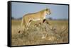 Botswana, Chobe NP, Lioness and Young Cubs Standing on Termite Mound-Paul Souders-Framed Stretched Canvas