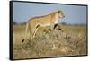 Botswana, Chobe NP, Lioness and Young Cubs Standing on Termite Mound-Paul Souders-Framed Stretched Canvas