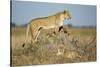 Botswana, Chobe NP, Lioness and Young Cubs Standing on Termite Mound-Paul Souders-Stretched Canvas