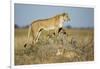 Botswana, Chobe NP, Lioness and Young Cubs Standing on Termite Mound-Paul Souders-Framed Photographic Print