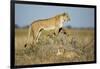 Botswana, Chobe NP, Lioness and Young Cubs Standing on Termite Mound-Paul Souders-Framed Photographic Print