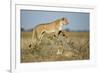 Botswana, Chobe NP, Lioness and Young Cubs Standing on Termite Mound-Paul Souders-Framed Photographic Print