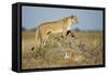 Botswana, Chobe NP, Lioness and Young Cubs Standing on Termite Mound-Paul Souders-Framed Stretched Canvas