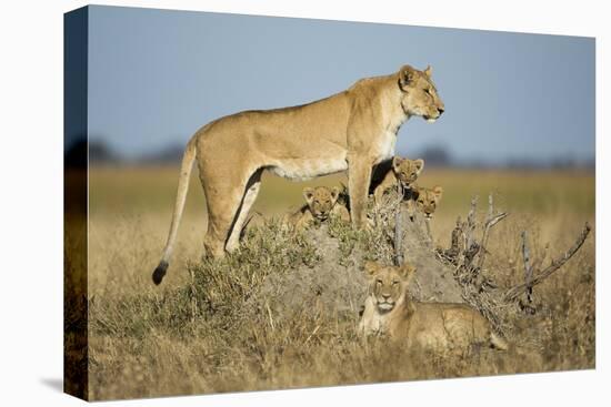 Botswana, Chobe NP, Lioness and Young Cubs Standing on Termite Mound-Paul Souders-Stretched Canvas