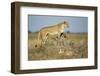 Botswana, Chobe NP, Lioness and Young Cubs Standing on Termite Mound-Paul Souders-Framed Photographic Print