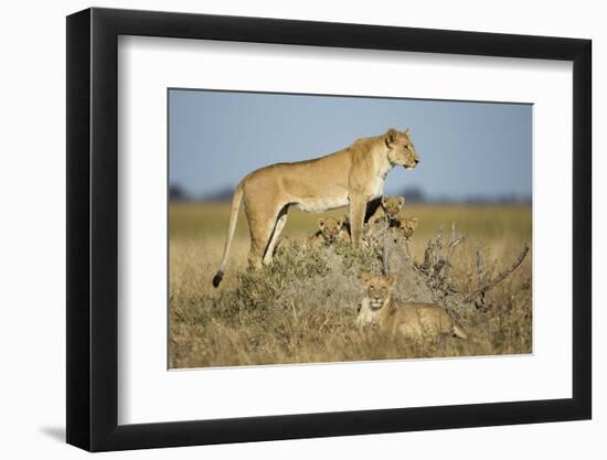 Botswana, Chobe NP, Lioness and Young Cubs Standing on Termite Mound-Paul Souders-Framed Photographic Print