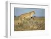 Botswana, Chobe NP, Lioness and Young Cubs Standing on Termite Mound-Paul Souders-Framed Photographic Print