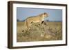 Botswana, Chobe NP, Lioness and Young Cubs Standing on Termite Mound-Paul Souders-Framed Photographic Print