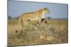 Botswana, Chobe NP, Lioness and Young Cubs Standing on Termite Mound-Paul Souders-Mounted Photographic Print