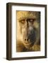 Botswana, Chobe NP, Portrait of Chacma Baboon Sitting in Morning Sun-Paul Souders-Framed Photographic Print