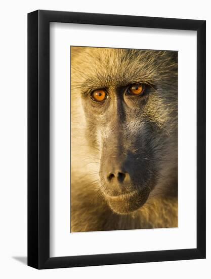 Botswana, Chobe NP, Portrait of Chacma Baboon Sitting in Morning Sun-Paul Souders-Framed Photographic Print