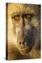 Botswana, Chobe NP, Portrait of Chacma Baboon Sitting in Morning Sun-Paul Souders-Stretched Canvas