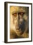 Botswana, Chobe NP, Portrait of Chacma Baboon Sitting in Morning Sun-Paul Souders-Framed Photographic Print