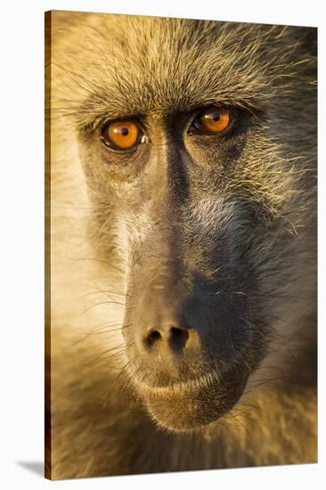 Botswana, Chobe NP, Portrait of Chacma Baboon Sitting in Morning Sun-Paul Souders-Stretched Canvas