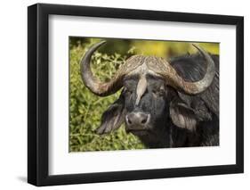 Botswana, Chobe NP, Red Billed Oxpecker on Nose of Cape Buffalo-Paul Souders-Framed Photographic Print