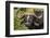 Botswana, Chobe NP, Red Billed Oxpecker on Nose of Cape Buffalo-Paul Souders-Framed Photographic Print