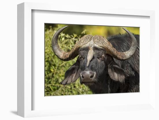 Botswana, Chobe NP, Red Billed Oxpecker on Nose of Cape Buffalo-Paul Souders-Framed Photographic Print