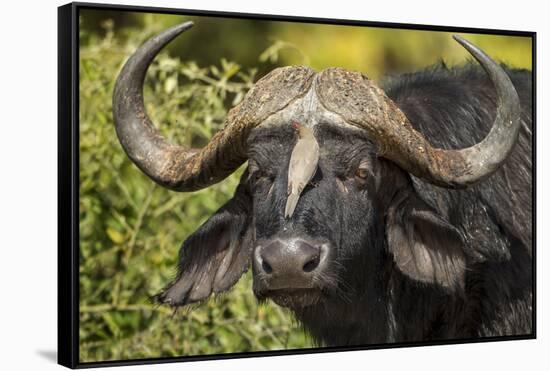 Botswana, Chobe NP, Red Billed Oxpecker on Nose of Cape Buffalo-Paul Souders-Framed Stretched Canvas