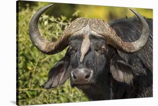 Botswana, Chobe NP, Red Billed Oxpecker on Nose of Cape Buffalo-Paul Souders-Stretched Canvas