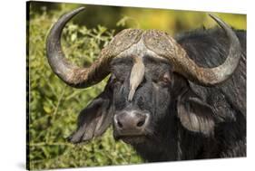 Botswana, Chobe NP, Red Billed Oxpecker on Nose of Cape Buffalo-Paul Souders-Stretched Canvas