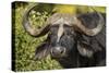 Botswana, Chobe NP, Red Billed Oxpecker on Nose of Cape Buffalo-Paul Souders-Stretched Canvas