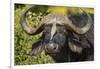 Botswana, Chobe NP, Red Billed Oxpecker on Nose of Cape Buffalo-Paul Souders-Framed Photographic Print