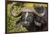 Botswana, Chobe NP, Red Billed Oxpecker on Nose of Cape Buffalo-Paul Souders-Framed Photographic Print